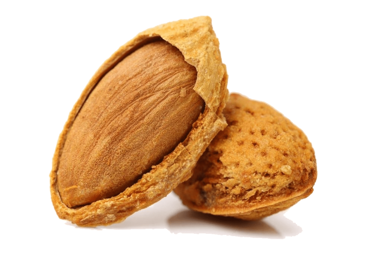 https://moll-marzipan.de/wp-content/uploads/2024/09/aprikose-1.png