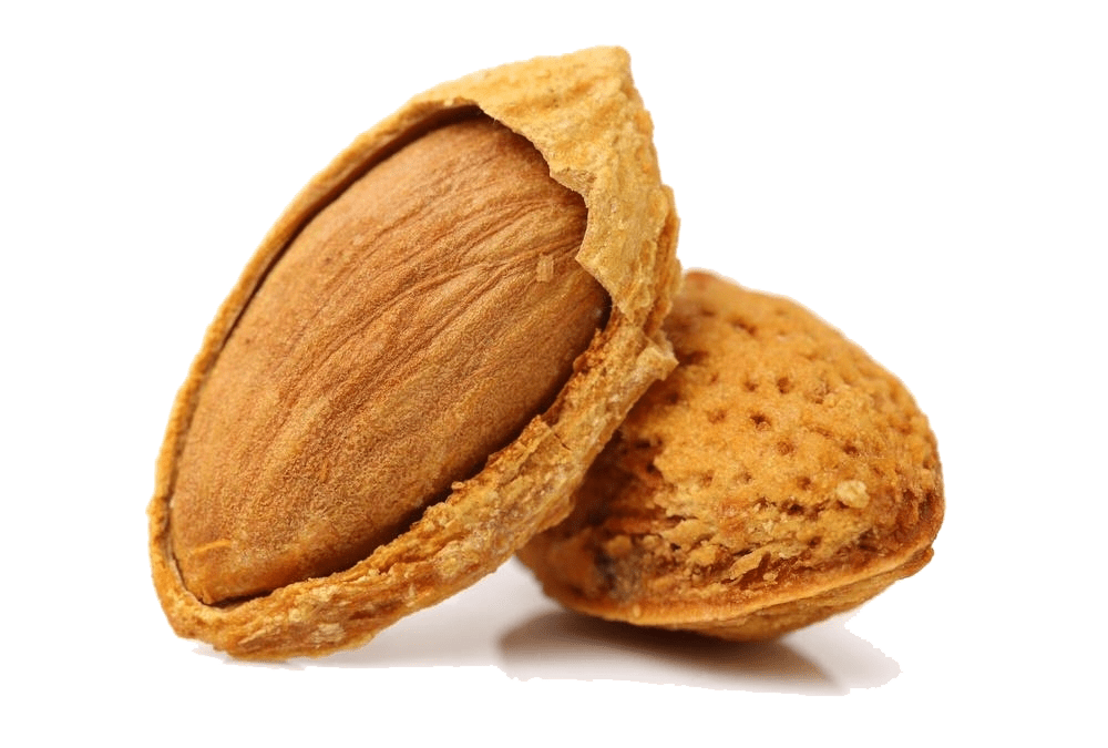 https://moll-marzipan.de/wp-content/uploads/2024/09/aprikose.png